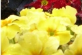 Pansy3243.jpg